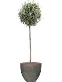 Olea europaea in Cement & Stone Grond outdoor met Boomschors