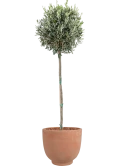 Olea europaea in Terra Cotta Kevin Grond outdoor met Boomschors
