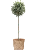 Olea europaea in Bohemian Grond outdoor met Boomschors