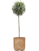 Olea europaea in Bohemian Grond outdoor met Boomschors