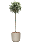 Olea europaea in Rough Grond outdoor met Boomschors