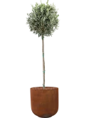 Olea europaea in Static (GRC) Grond outdoor met Boomschors