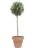 Olea europaea in Terra Cotta Grond outdoor met Boomschors