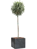 Olea europaea in Baq Raindrop Grond outdoor met Boomschors