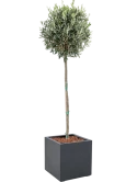 Olea europaea in Grigio Grond outdoor met Boomschors