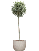 Olea europaea in Baq Algar Grond outdoor met Boomschors