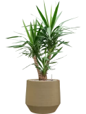Yucca elephantipes in Chakka Grond (Vulkastrat)