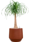 Beaucarnea recurvata in Chakka Grond (Vulkastrat)