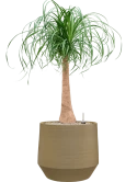 Beaucarnea recurvata in Chakka Grond (Vulkastrat)