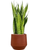 Sansevieria zeylanica in Chakka Grond (Vulkastrat)