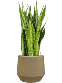 Sansevieria zeylanica in Chakka Grond (Vulkastrat)
