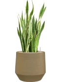 Sansevieria trifasciata 'Laurentii' in Chakka Grond (Vulkastrat)