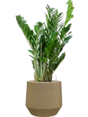 Zamioculcas zamiifolia in Chakka Grond (Vulkastrat)