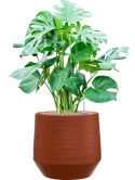 Monstera deliciosa in Chakka Grond (Vulkastrat)