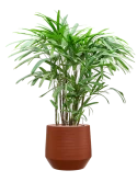 Rhapis excelsa in Chakka Grond (Vulkastrat)