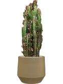 Euphorbia trigona 'Rubra' in Chakka Grond (Vulkastrat)