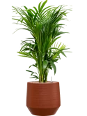 Kentia (Howea) forsteriana in Chakka Grond (Vulkastrat)