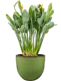 Strelitzia reginae in Pure Grond