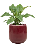 Anthurium ellipticum 'Jungle Bush' in Balloon Grond (Vulkastrat)