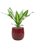 Dracaena fragrans 'Burley' in Balloon Grond (Vulkastrat)