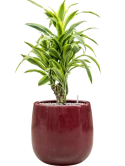 Dracaena fragrans 'Lemon Lime' in Balloon Grond (Vulkastrat)