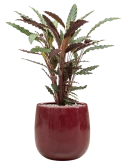 Calathea rufibarba 'Wavestar' in Balloon Grond (Vulkastrat)