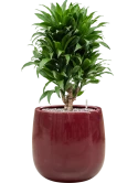 Dracaena fragrans 'Compacta' in Balloon Grond (Vulkastrat)
