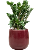 Zamioculcas zamiifolia 'Zenzi' in Balloon Grond (Vulkastrat)