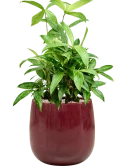 Dracaena surculosa in Balloon Grond (Vulkastrat)
