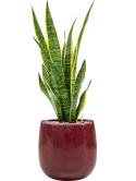 Sansevieria trifasciata 'Laurentii' in Balloon Grond (Vulkastrat)
