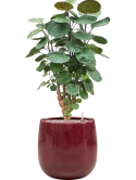 Aralia (Polyscias) 'Fabian' in Balloon Grond (Vulkastrat)