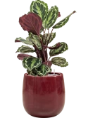 Calathea 'Medallion' in Balloon Grond (Vulkastrat)
