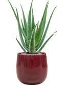 Aloe vera barbadensis in Balloon Grond (Vulkastrat)