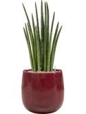 Sansevieria cylindrica 'Tower' in Balloon Grond (Vulkastrat)