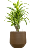 Dracaena fragrans 'Lemon Lime' in Chakka Grond (Vulkastrat)