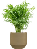 Chamaedorea elegans in Chakka Grond (Vulkastrat)