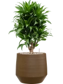Dracaena fragrans 'Compacta' in Chakka Grond (Vulkastrat)