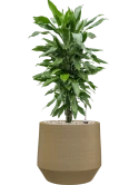 Dracaena fragrans 'Janet Lind' in Chakka Grond (Vulkastrat)
