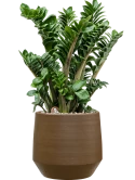 Zamioculcas zamiifolia 'Zenzi' in Chakka Grond (Vulkastrat)