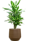 Dracaena fragrans 'Silindo' in Chakka Grond (Vulkastrat)