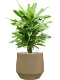 Dracaena fragrans 'Golden Coast' in Chakka Grond (Vulkastrat)