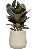 Ficus elastica 'Abidjan' in Antwerp Grond (Vulkastrat)