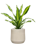 Dracaena fragrans 'Burley' in Antwerp Grond (Vulkastrat)