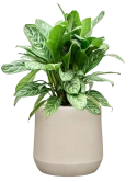 Aglaonema 'Stripes' in Antwerp Grond (Vulkastrat)