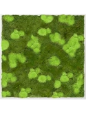 Mosschilderij Aluminium 30% Bol- en 70% Platmos
