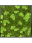 Mosschilderij MDF RAL 9005 Zijdeglans 30% Bol- en 70% Platmos