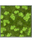 Mosschilderij MDF RAL 7016 Zijdeglans 30% Bol- en 70% Platmos