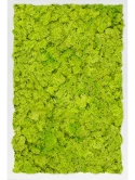 Mosschilderij MDF RAL 9010 Zijdeglans 100% Rendiermos (Lentegroen)