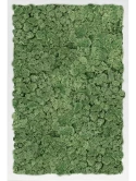 Mosschilderij MDF RAL 9010 Zijdeglans 100% Rendiermos (Mosgroen)