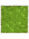 Mosschilderij MDF RAL 9010 Zijdeglans 100% Bolmos